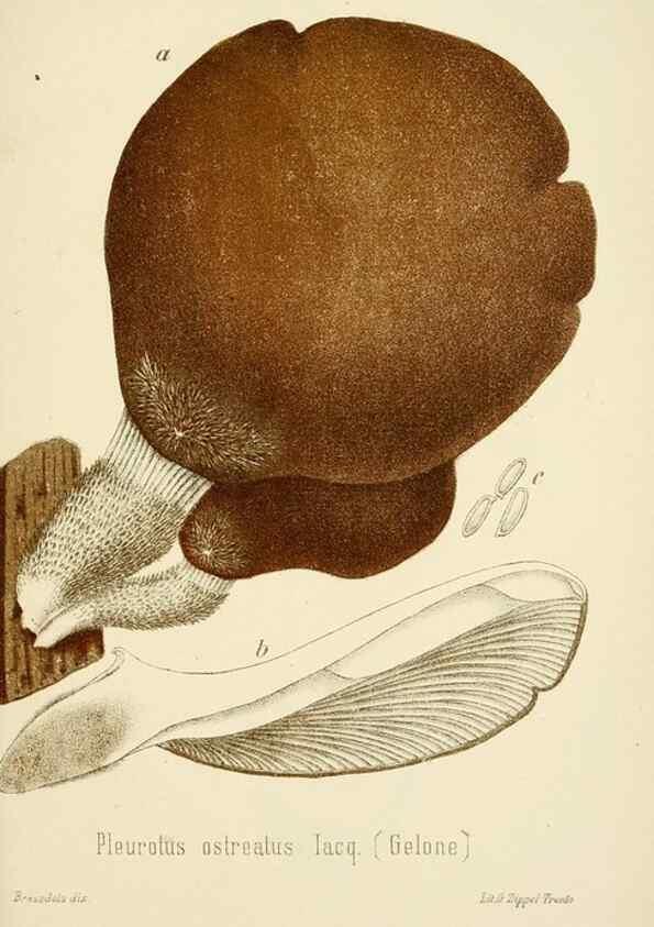 Reproducción/Reproduction 8573783609: I funghi mangerecci e velenosi dell'Europa media,. Trento,G. Zippel,1906.