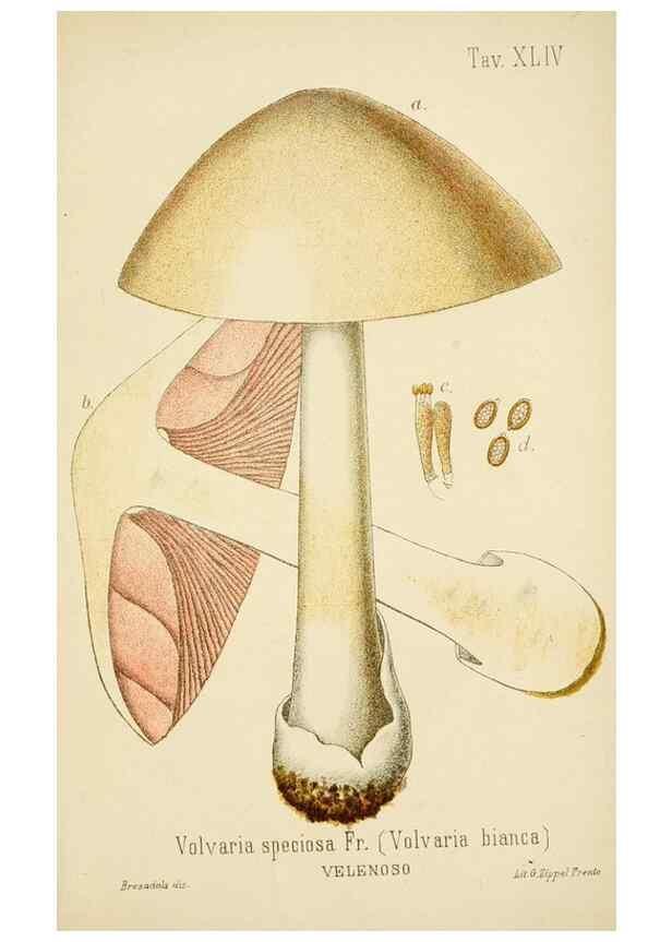 Reproducción/Reproduction 8573783943: I funghi mangerecci e velenosi dell'Europa media,. Trento,G. Zippel,1906.