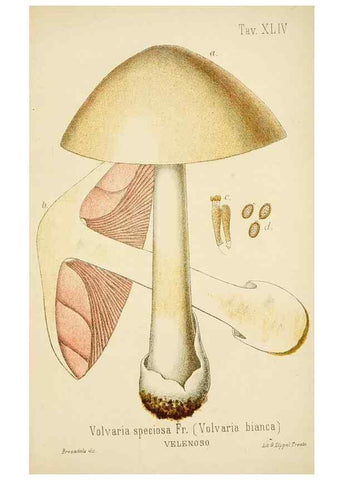 Reproducción/Reproduction 8573783943: I funghi mangerecci e velenosi dell'Europa media,. Trento,G. Zippel,1906.