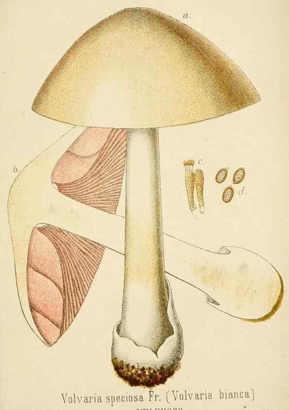 Reproducción/Reproduction 8573783943: I funghi mangerecci e velenosi dell'Europa media,. Trento,G. Zippel,1906.