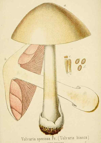 Reproducción/Reproduction 8573783943: I funghi mangerecci e velenosi dell'Europa media,. Trento,G. Zippel,1906.