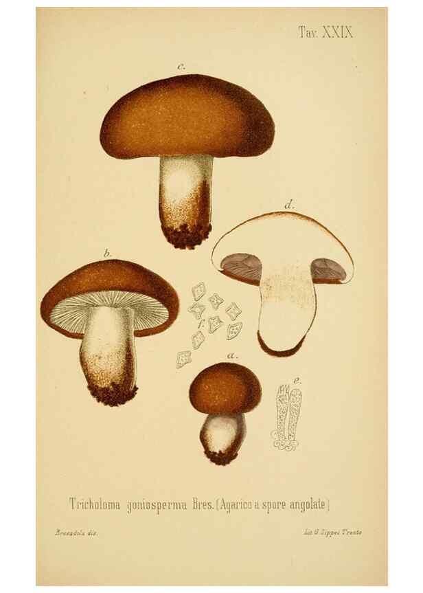 Reproducción/Reproduction 8574872922: I funghi mangerecci e velenosi dell'Europa media,. Trento,G. Zippel,1906.