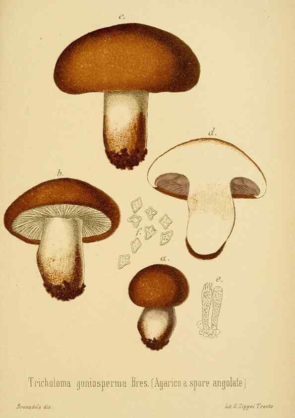 Reproducción/Reproduction 8574872922: I funghi mangerecci e velenosi dell'Europa media,. Trento,G. Zippel,1906.
