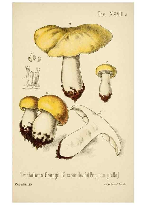 Reproducción/Reproduction 8574872624: I funghi mangerecci e velenosi dell'Europa media,. Trento,G. Zippel,1906.