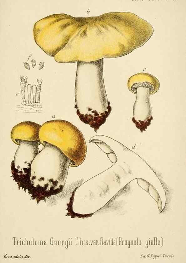 Reproducción/Reproduction 8574872624: I funghi mangerecci e velenosi dell'Europa media,. Trento,G. Zippel,1906.