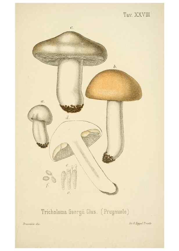 Reproducción/Reproduction 8573778519: I funghi mangerecci e velenosi dell'Europa media,. Trento,G. Zippel,1906.