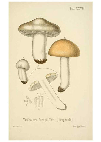 Reproducción/Reproduction 8573778519: I funghi mangerecci e velenosi dell'Europa media,. Trento,G. Zippel,1906.