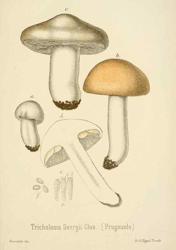 Reproducción/Reproduction 8573778519: I funghi mangerecci e velenosi dell'Europa media,. Trento,G. Zippel,1906.