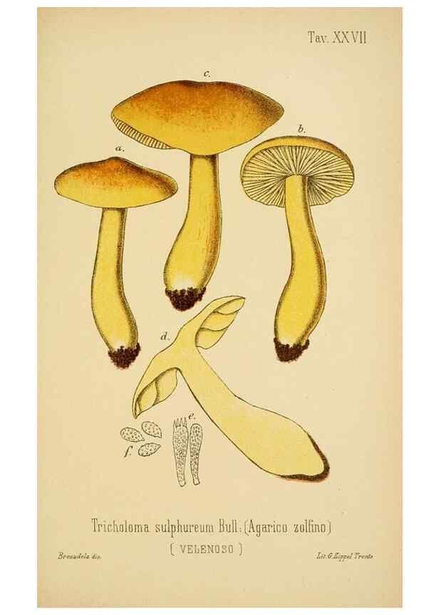 Reproducción/Reproduction 8573778231: I funghi mangerecci e velenosi dell'Europa media,. Trento,G. Zippel,1906.