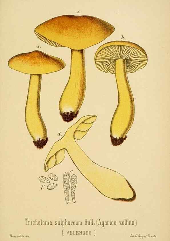 Reproducción/Reproduction 8573778231: I funghi mangerecci e velenosi dell'Europa media,. Trento,G. Zippel,1906.