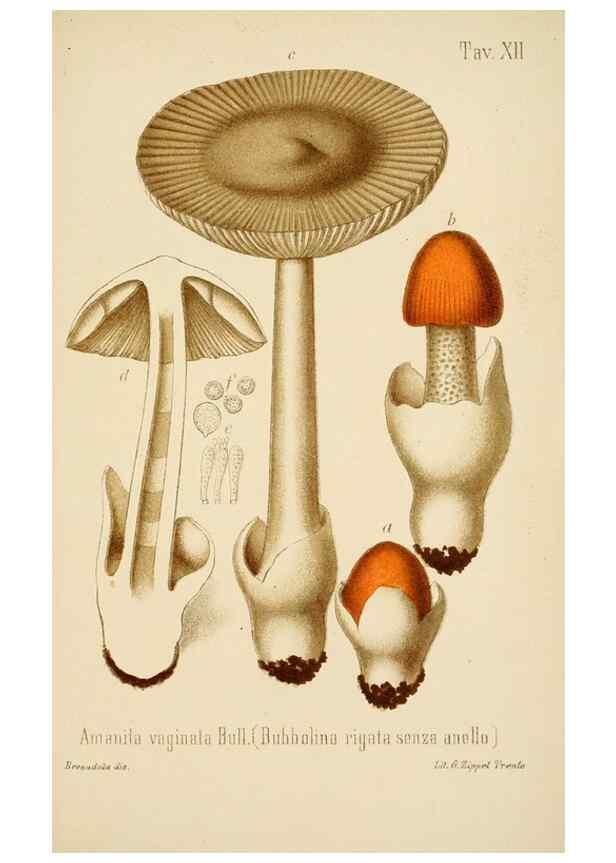 Reproducción/Reproduction 8573773321: I funghi mangerecci e velenosi dell'Europa media,. Trento,G. Zippel,1906.