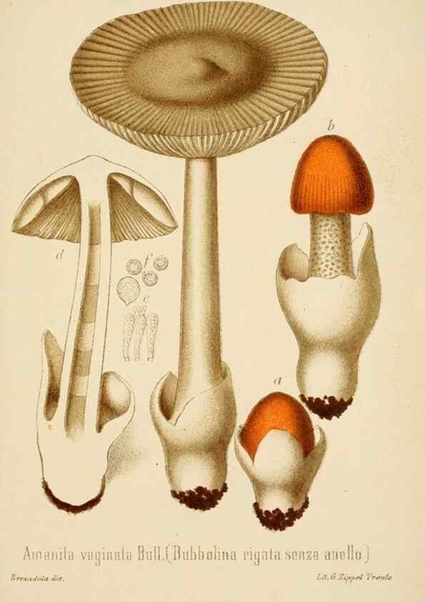 Reproducción/Reproduction 8573773321: I funghi mangerecci e velenosi dell'Europa media,. Trento,G. Zippel,1906.