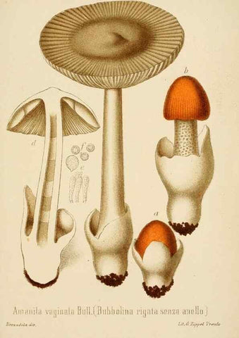 Reproducción/Reproduction 8573773321: I funghi mangerecci e velenosi dell'Europa media,. Trento,G. Zippel,1906.