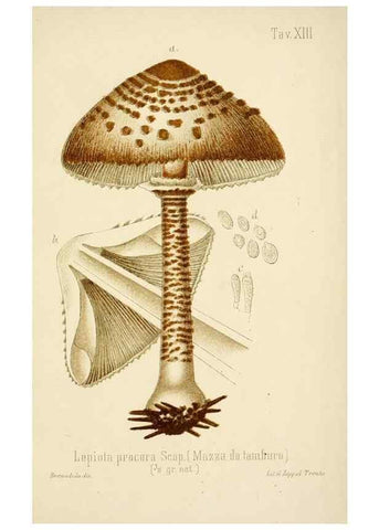 Reproducción/Reproduction 8573773583: I funghi mangerecci e velenosi dell'Europa media,. Trento,G. Zippel,1906.