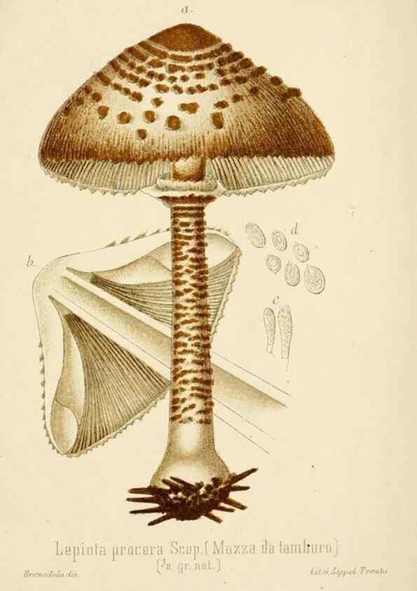Reproducción/Reproduction 8573773583: I funghi mangerecci e velenosi dell'Europa media,. Trento,G. Zippel,1906.
