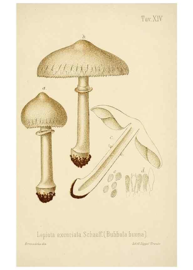 Reproducción/Reproduction 8574867736: I funghi mangerecci e velenosi dell'Europa media,. Trento,G. Zippel,1906.