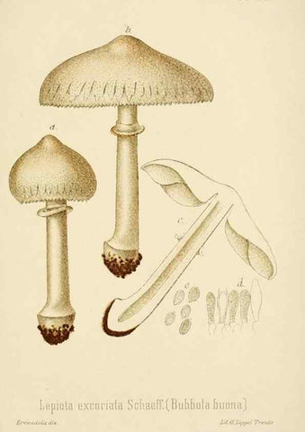 Reproducción/Reproduction 8574867736: I funghi mangerecci e velenosi dell'Europa media,. Trento,G. Zippel,1906.