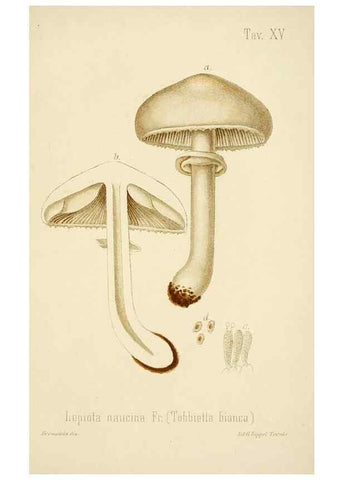 Reproducción/Reproduction 8574867974: I funghi mangerecci e velenosi dell'Europa media,. Trento,G. Zippel,1906.