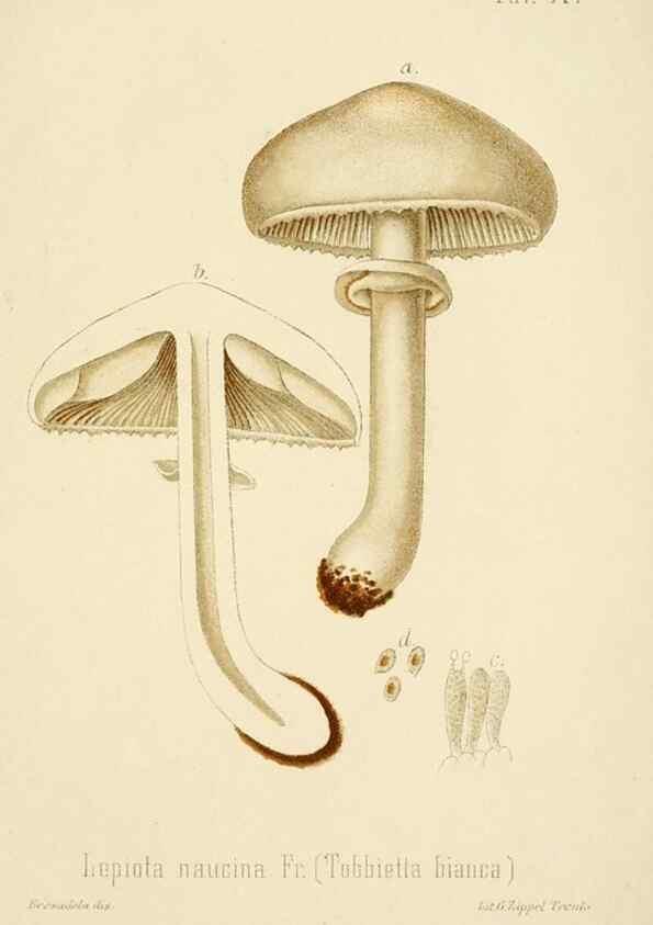 Reproducción/Reproduction 8574867974: I funghi mangerecci e velenosi dell'Europa media,. Trento,G. Zippel,1906.