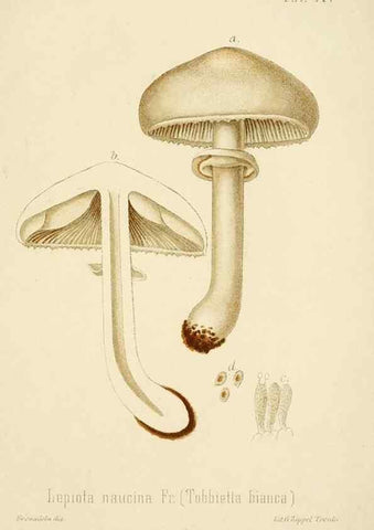 Reproducción/Reproduction 8574867974: I funghi mangerecci e velenosi dell'Europa media,. Trento,G. Zippel,1906.