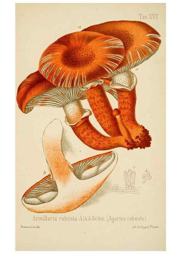 Reproducción/Reproduction 8573774471: I funghi mangerecci e velenosi dell'Europa media,. Trento,G. Zippel,1906.