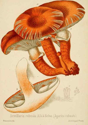 Reproducción/Reproduction 8573774471: I funghi mangerecci e velenosi dell'Europa media,. Trento,G. Zippel,1906.