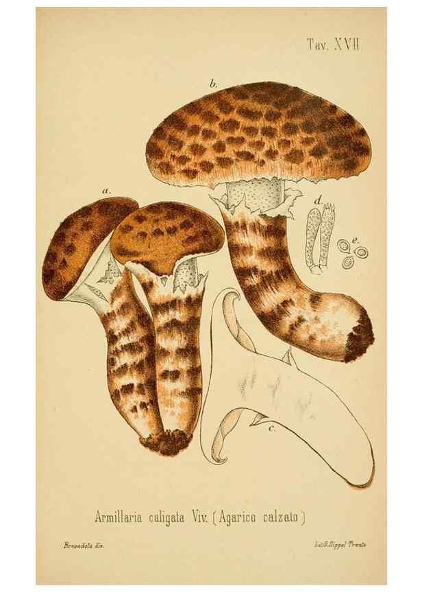 Reproducción/Reproduction 8573774819: I funghi mangerecci e velenosi dell'Europa media,. Trento,G. Zippel,1906.
