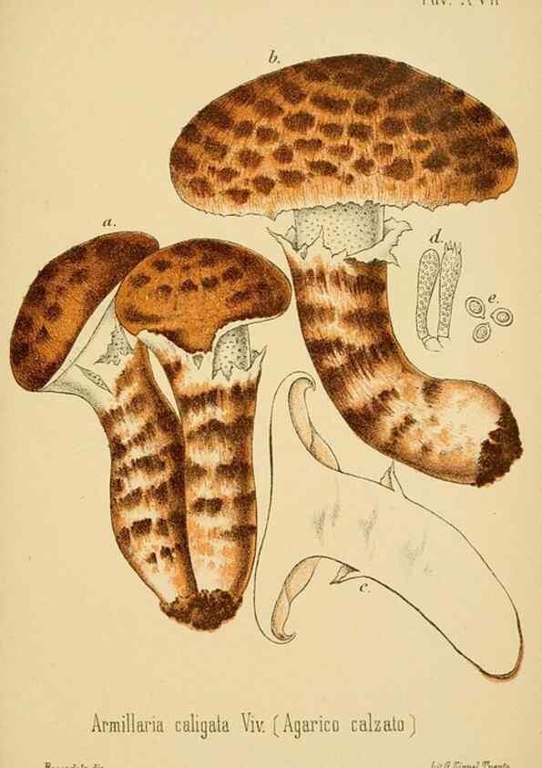 Reproducción/Reproduction 8573774819: I funghi mangerecci e velenosi dell'Europa media,. Trento,G. Zippel,1906.