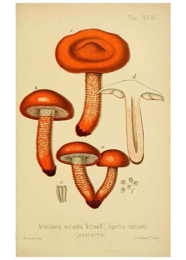 Reproducción/Reproduction 8574869052: I funghi mangerecci e velenosi dell'Europa media,. Trento,G. Zippel,1906.