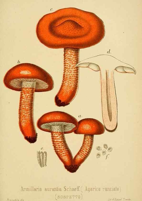 Reproducción/Reproduction 8574869052: I funghi mangerecci e velenosi dell'Europa media,. Trento,G. Zippel,1906.