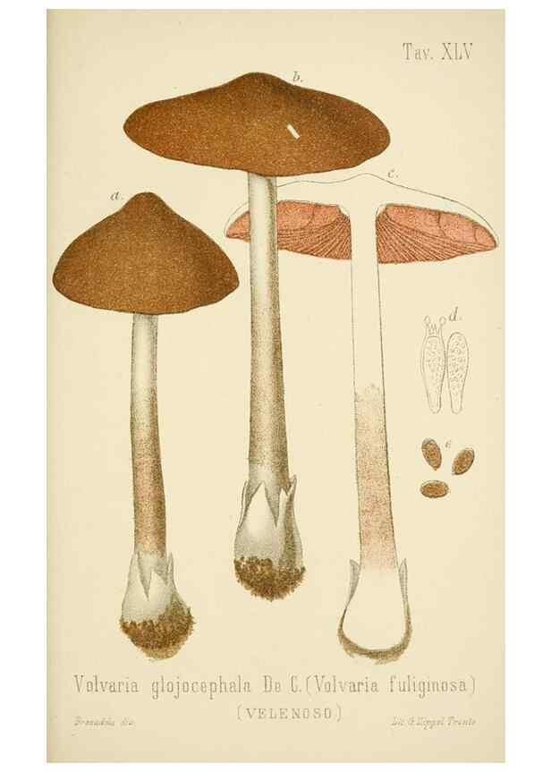 Reproducción/Reproduction 8573784235: I funghi mangerecci e velenosi dell'Europa media,. Trento,G. Zippel,1906.