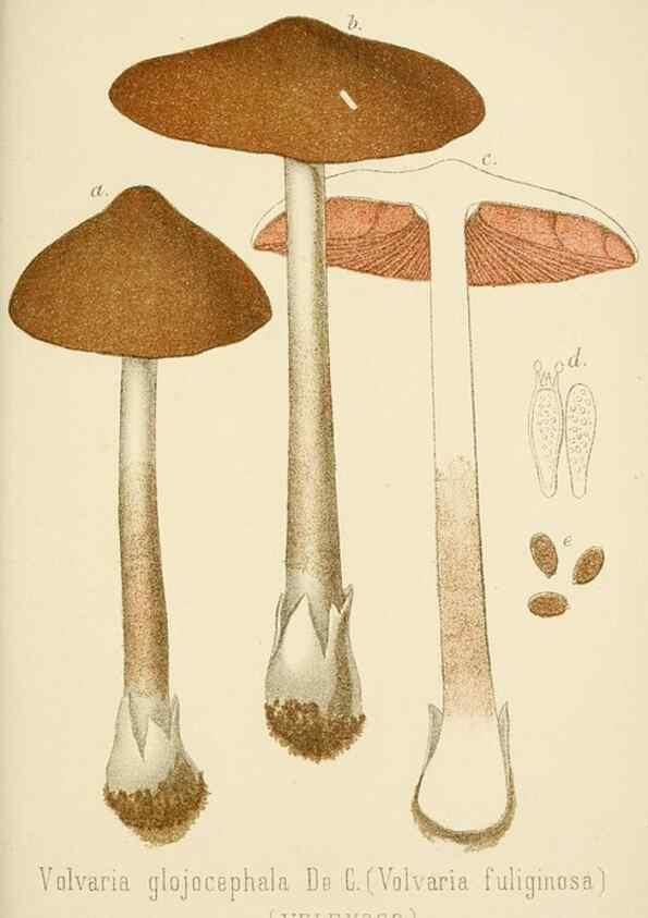 Reproducción/Reproduction 8573784235: I funghi mangerecci e velenosi dell'Europa media,. Trento,G. Zippel,1906.