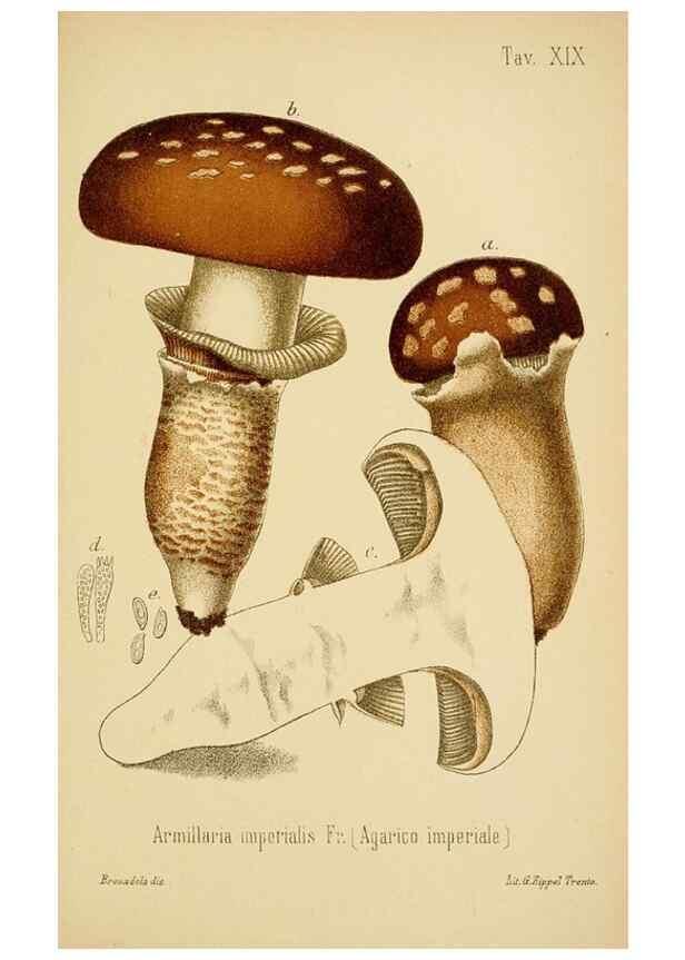 Reproducción/Reproduction 8574869336: I funghi mangerecci e velenosi dell'Europa media,. Trento,G. Zippel,1906.
