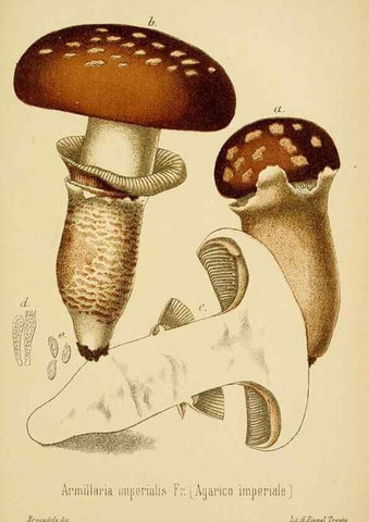 Reproducción/Reproduction 8574869336: I funghi mangerecci e velenosi dell'Europa media,. Trento,G. Zippel,1906.