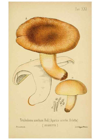 Reproducción/Reproduction 8573776049: I funghi mangerecci e velenosi dell'Europa media,. Trento,G. Zippel,1906.