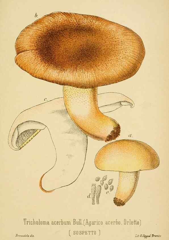 Reproducción/Reproduction 8573776049: I funghi mangerecci e velenosi dell'Europa media,. Trento,G. Zippel,1906.