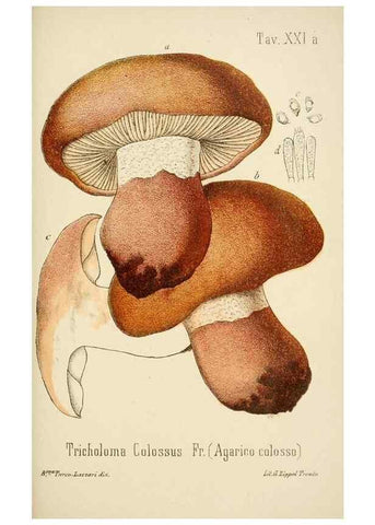 Reproducción/Reproduction 8573776395: I funghi mangerecci e velenosi dell'Europa media,. Trento,G. Zippel,1906.