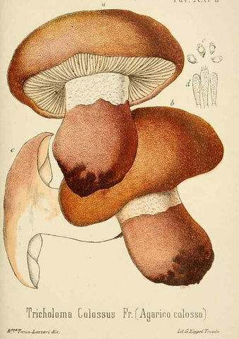 Reproducción/Reproduction 8573776395: I funghi mangerecci e velenosi dell'Europa media,. Trento,G. Zippel,1906.