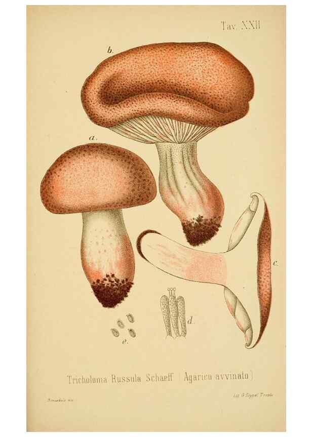 Reproducción/Reproduction 8574870646: I funghi mangerecci e velenosi dell'Europa media,. Trento,G. Zippel,1906.