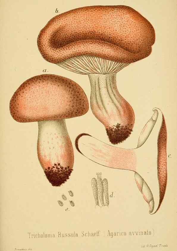 Reproducción/Reproduction 8574870646: I funghi mangerecci e velenosi dell'Europa media,. Trento,G. Zippel,1906.