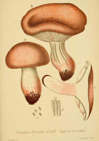 Reproducción/Reproduction 8574870646: I funghi mangerecci e velenosi dell'Europa media,. Trento,G. Zippel,1906.