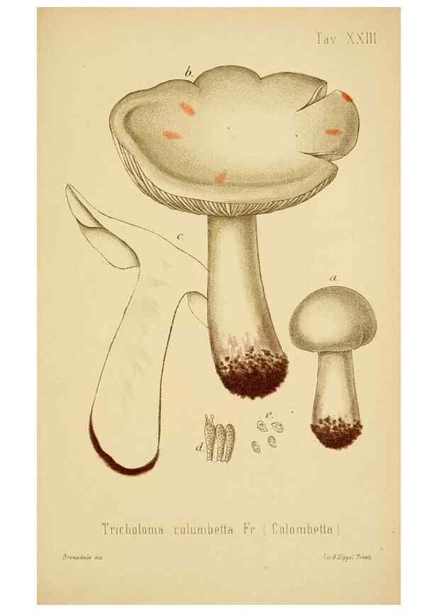 Reproducción/Reproduction 8574870876: I funghi mangerecci e velenosi dell'Europa media,. Trento,G. Zippel,1906.