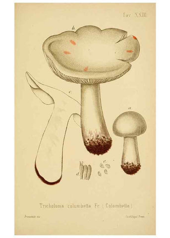 Reproducción/Reproduction 8574870876: I funghi mangerecci e velenosi dell'Europa media,. Trento,G. Zippel,1906.