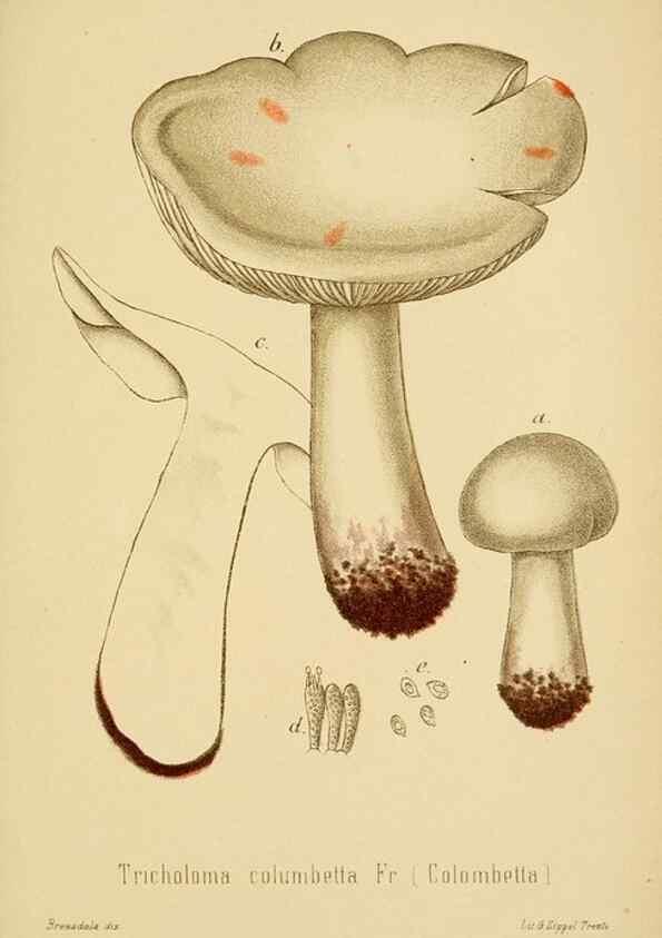 Reproducción/Reproduction 8574870876: I funghi mangerecci e velenosi dell'Europa media,. Trento,G. Zippel,1906.