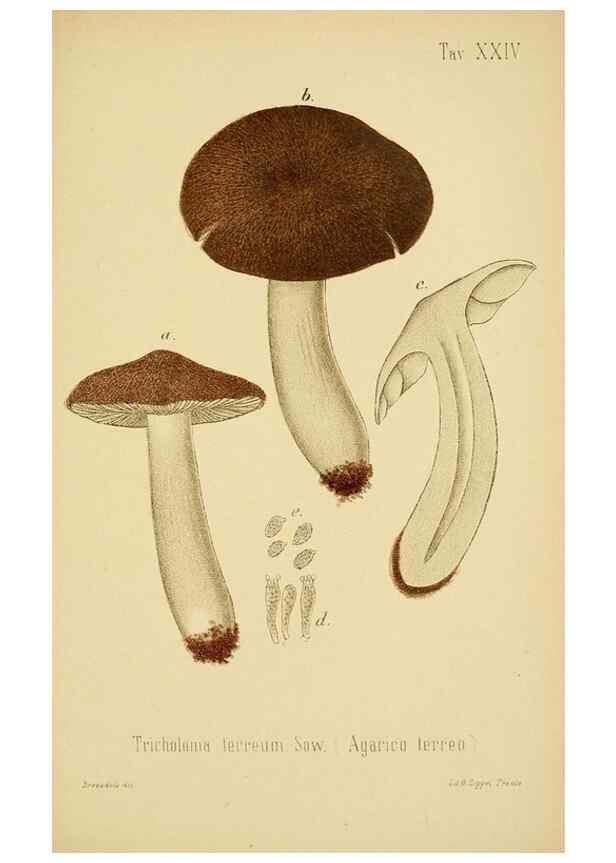 Reproducción/Reproduction 8573777231: I funghi mangerecci e velenosi dell'Europa media,. Trento,G. Zippel,1906.