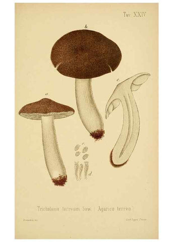 Reproducción/Reproduction 8573777231: I funghi mangerecci e velenosi dell'Europa media,. Trento,G. Zippel,1906.