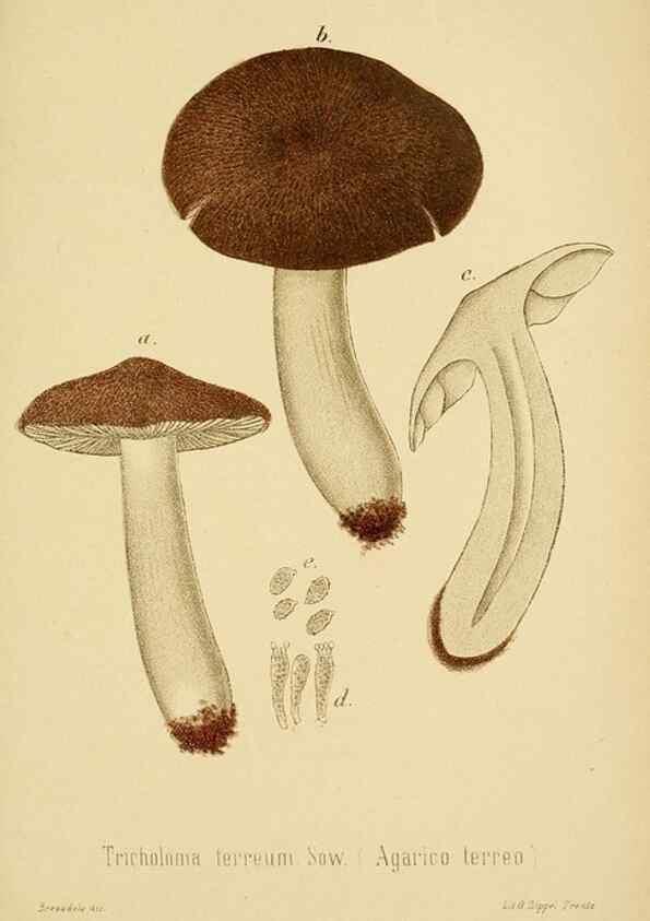 Reproducción/Reproduction 8573777231: I funghi mangerecci e velenosi dell'Europa media,. Trento,G. Zippel,1906.