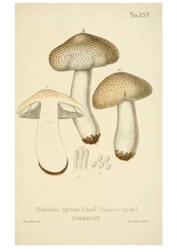 Reproducción/Reproduction 8573777531: I funghi mangerecci e velenosi dell'Europa media,. Trento,G. Zippel,1906.