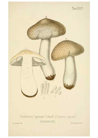 Reproducción/Reproduction 8573777531: I funghi mangerecci e velenosi dell'Europa media,. Trento,G. Zippel,1906.