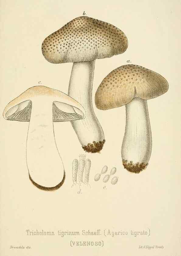 Reproducción/Reproduction 8573777531: I funghi mangerecci e velenosi dell'Europa media,. Trento,G. Zippel,1906.